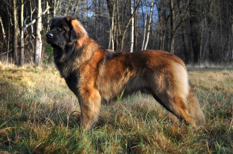 10-е место: Леонбергер – крупная порода собак, выведенная в 1846 году в германском городе Леонберг путем скрещивания сенбернаров, ньюфаундлендов и пиренейских овчарок. собаки, топ-15