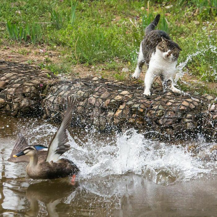 Бездомные коты со всего мира на уличных фотографиях японского фотографа коты,кошки,общество,питомцы,позитив,Токио,фотография,Япония