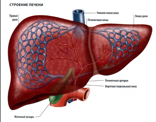 Печень полностью очистится и оздоровится - 4 рецепта очищения печени
