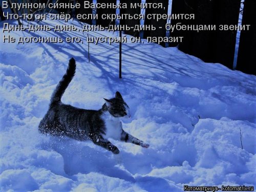 Лучшая котоматрица недели