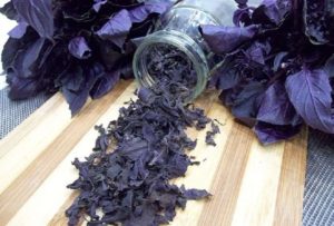 Базилик на зиму