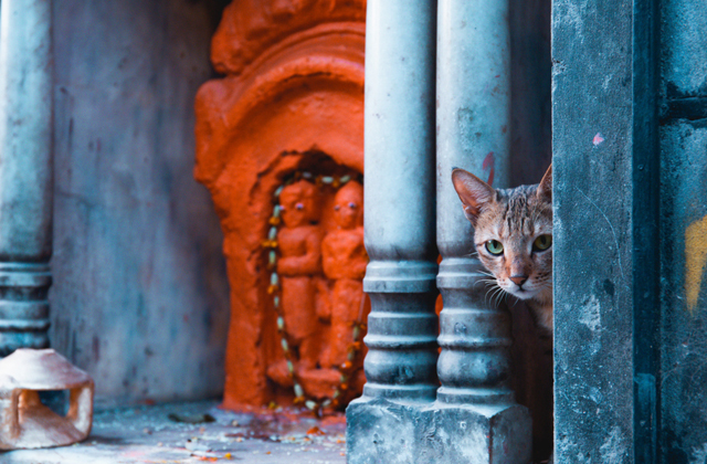 Почему в Индии почти нет кошек? Почему в Индии почти нет кошек?