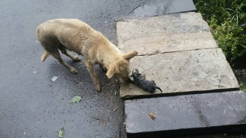 Ради спасения щенят житель Омска залез в затопленную канаву
