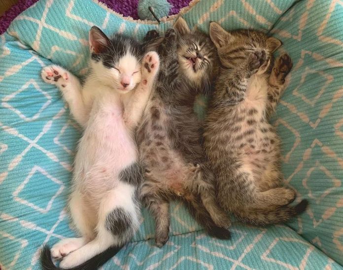 Без кота и жизнь не та