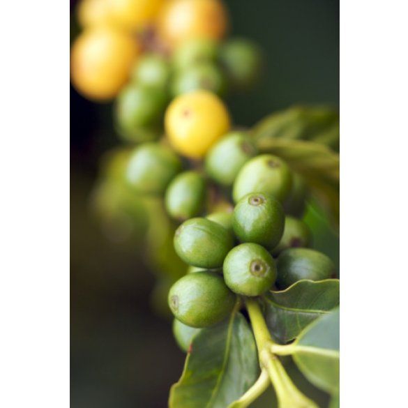 Как вырастить плодовый сад в квартире комнатные растения,полезные советы,сад