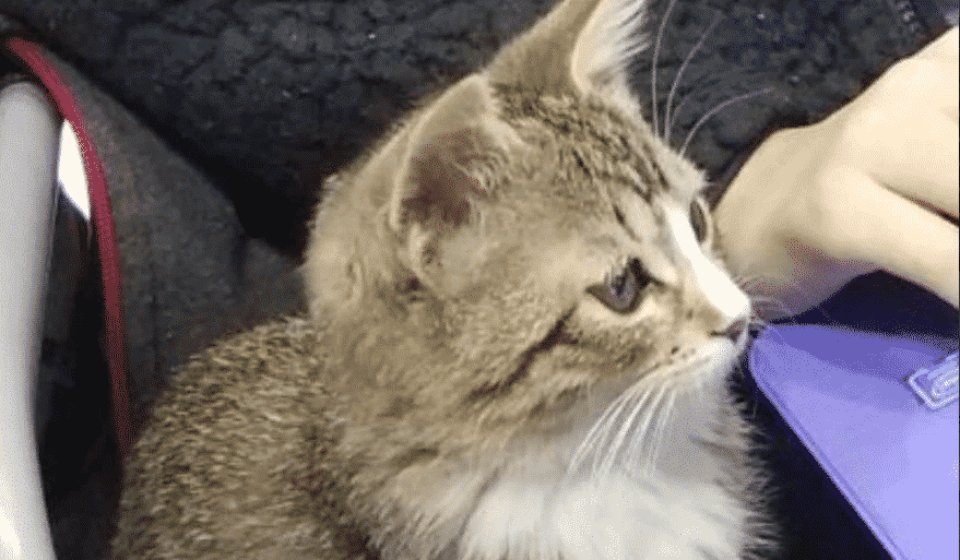 Украден котенок