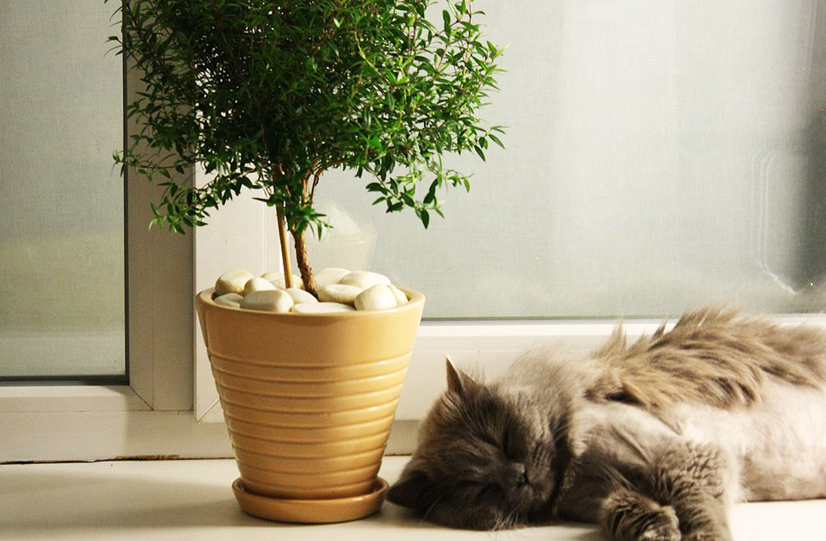 7 растений, которые принесут в ваш дом счастье и любовь идеи для дома,комнатные растения