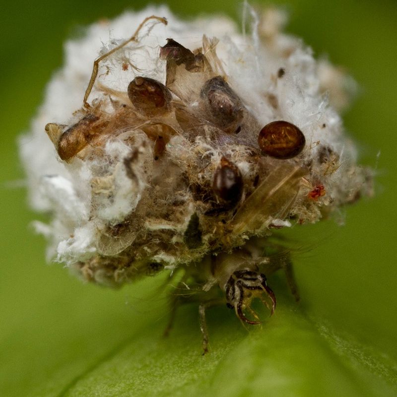 Личинка златоглазки  (лат. Chrysopidae) 