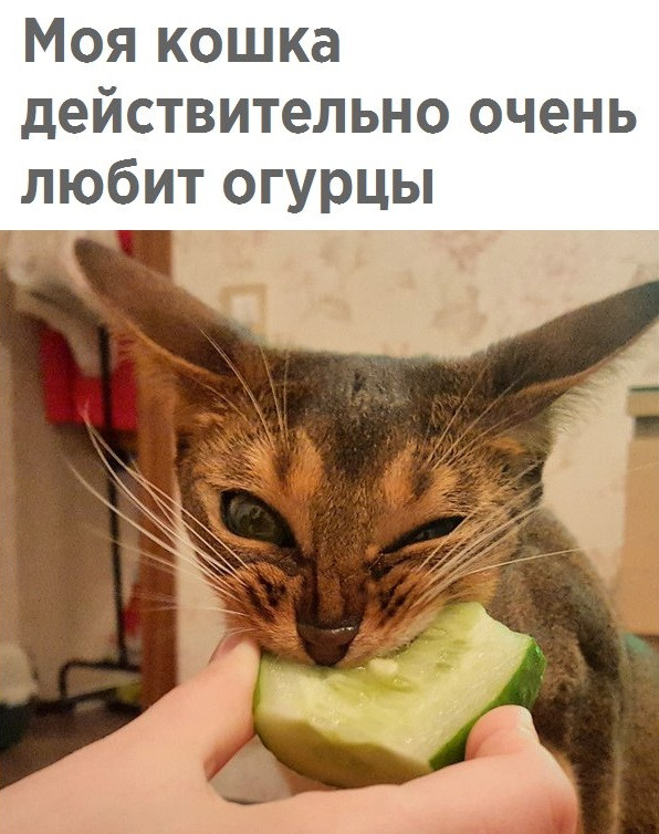 «»