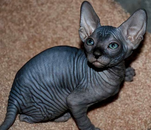 sphynx_kitty_grey.jpg.pagespeed.ce.4xy8K_mmbZ