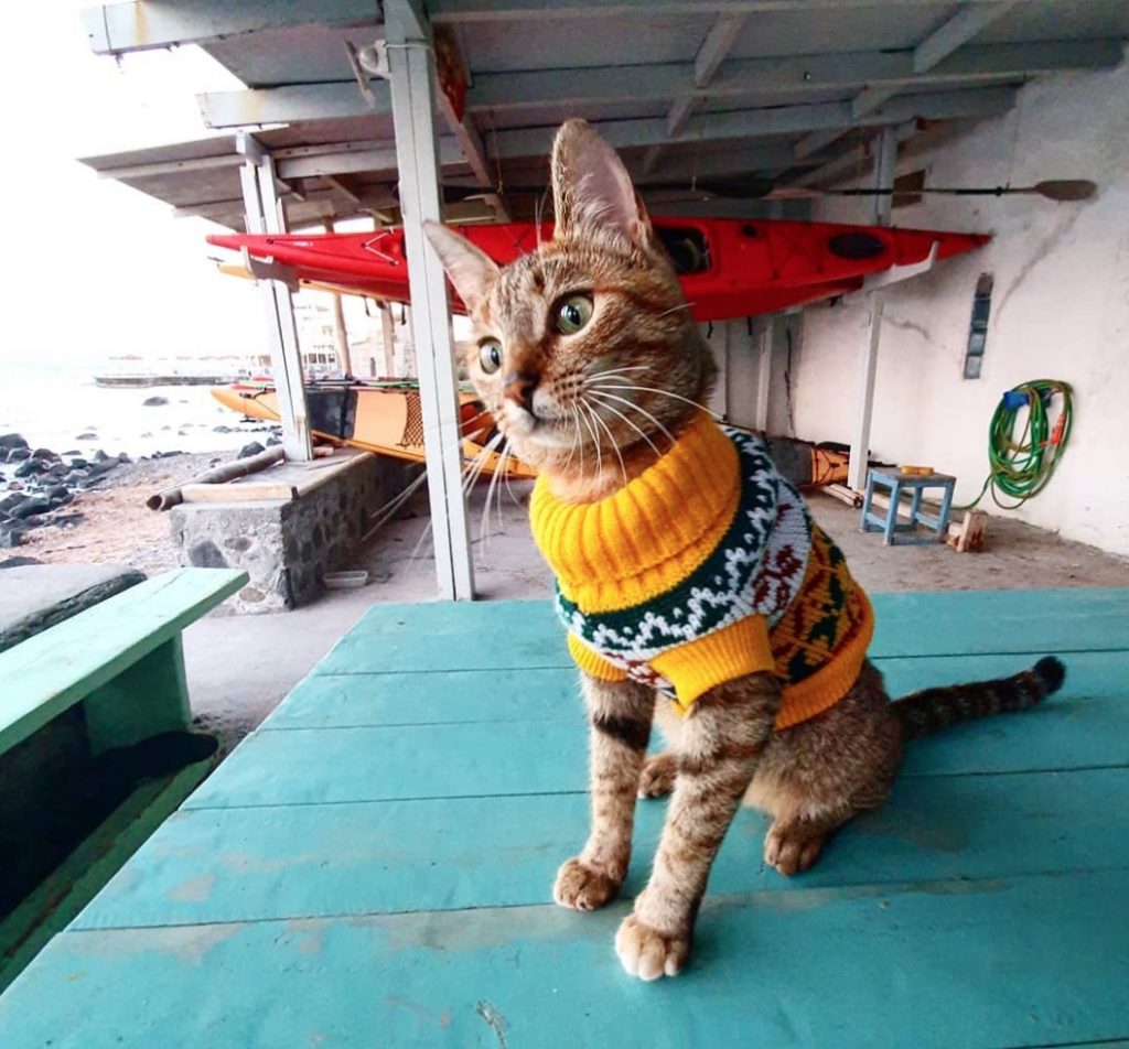 Шотландец уже год путешествует вокруг света с кошкой, которую нашел по дороге животные,кошки,отдых и туризм