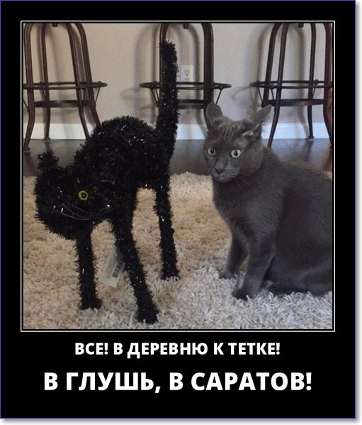 Веселые картинки для зарядки позитивчиком с утра Веселые картинки для зарядки позитивчиком с утра