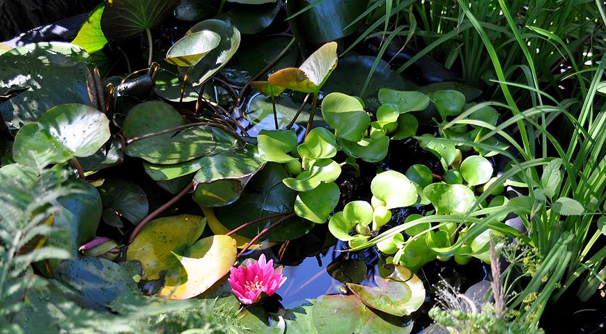 10 лучших водных растений для декоративного пруда растение, водоем, очень, цветками, листьями, посадить, белыми, сильно, растений, Цветет, местоположение, солнечное, в аквариум, растения, быстро, Кубышка, На зиму, может, цветки, сорта