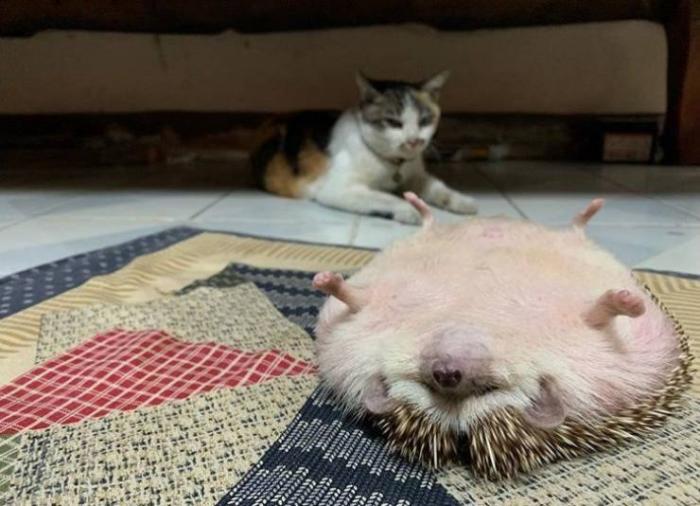 Забавные, зачетные и смешные фото приколы из нашей жизни картинки с надписями,приколы,фото приколы,юмор