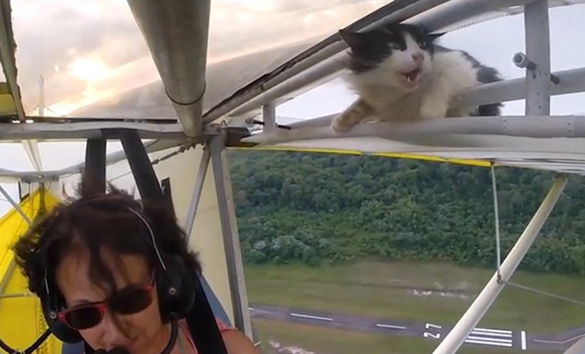 Инструктор взлетел на планере, а на высоте в сотни метров с крыла в кабину начал залезать кот