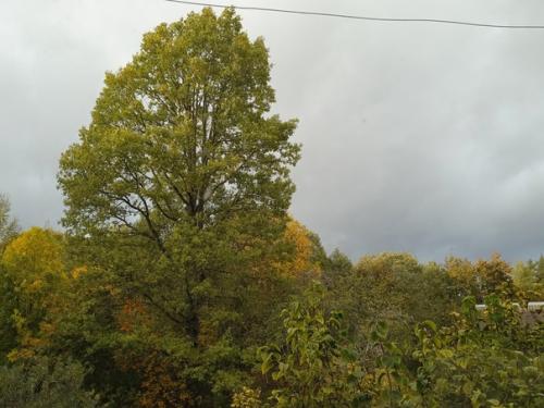 Изменчивый октябрь: один день ураганный ливень, другой день солнце и беззаботно - голубое небо с барашками, под которым пролетают стаи гусей. 06