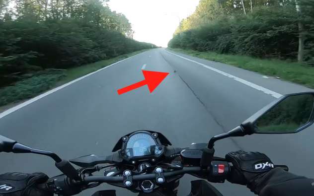 котенок на дороге