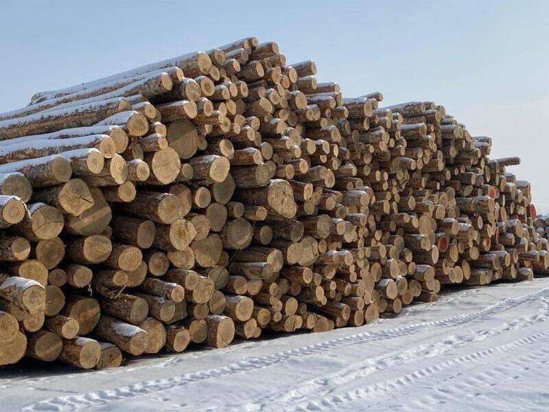 В 2022 году лесопользователи уже оштрафованы на сумму более 1 миллиона рублей