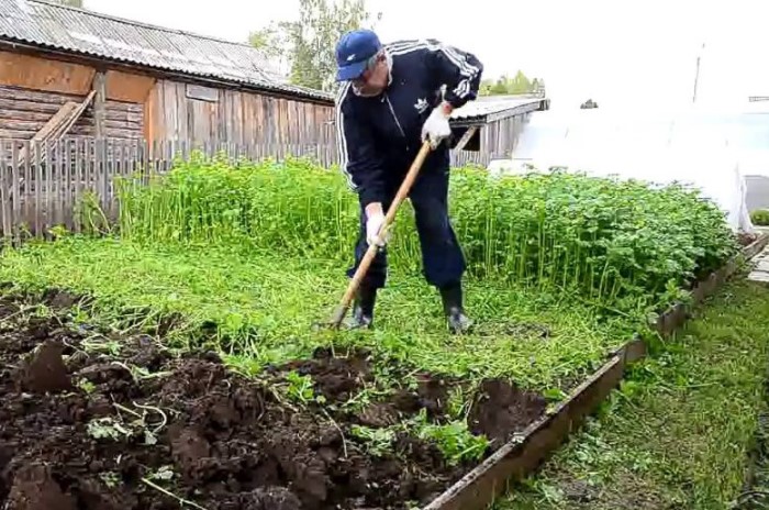 Цветы и овощи, которые еще можно успеть посадить на огороде в августе дача,полезные советы,сад и огород,урожай