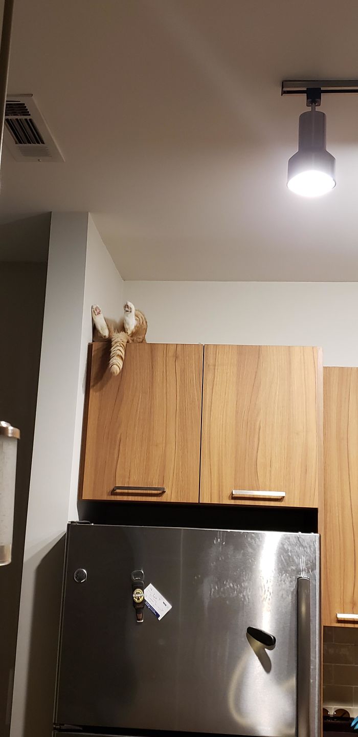 рыжий кот лежит на спине на кухонном шкафчике