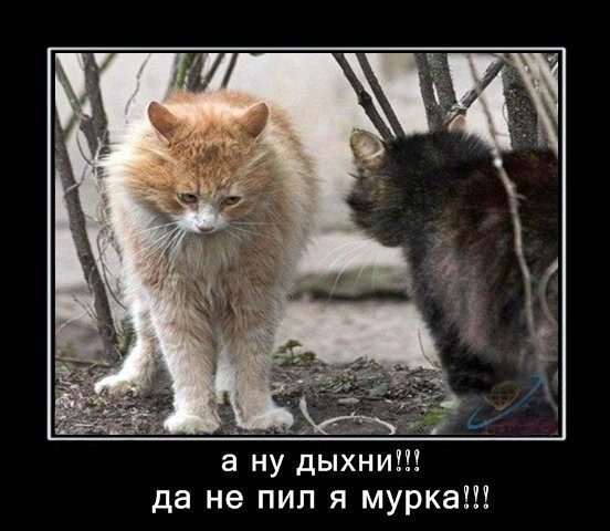 Подборка смешных и позитивных демотиваторов для поднятия настроения веселые демотиваторы со смыслом