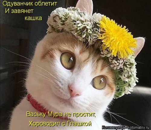 Лучшая котоматрица недели