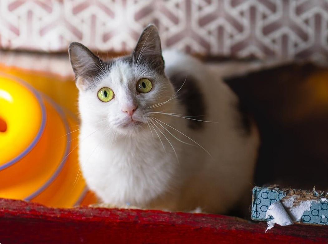 Кошка Роми с зелеными глазами