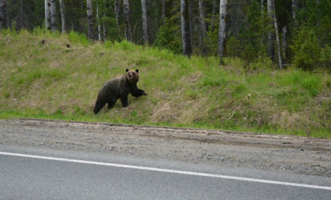 Почему не получиться убежать от медведя: водитель заснял, как зверь весом в 200 килограммов бежит со скоростью автомобиля зверя, видео, время, скорость, зверь, скоростью, обманчиво, достаточно, размеренными, охотников, двигается, водителя, придется, продолжительное, высокой, рывков, бежать, могут, выносливы, Медведи