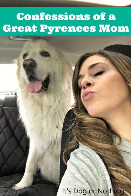 From pulling white dog fur out of a wine glass to accepting fur as an accessory, I have many confessions as a Great Pyrenees mom. Click through to read them and please tell me you can relate!