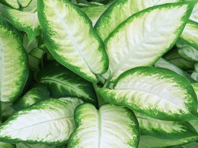 Диффенбахия «Тропик Марианна» (Dieffenbachia ‘Tropic Мarianne’). © sunshinehorticulture  📷
