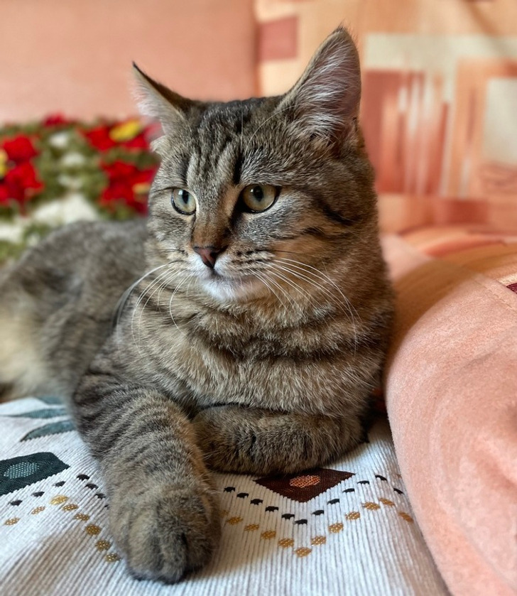 20+ добрых историй о том, как кот и человек однажды нашли друг друга 20+ добрых историй о том, как кот и человек однажды нашли друг друга