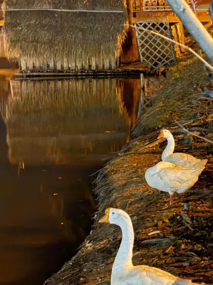 Стритфуд и медитация: Паулина Андреева показала фото с отдыха в Таиланде спустя год после развода с Фёдором Бондарчуком Паулины, Андреева, АндреевойФото, Паулина, Бондарчук, официально, актриса, АндрееваПаулина, единственного, общего, людьми, близкими, остаются, отметила, разрыва, причины, ребёнка, комментировали, напрямую, совместной