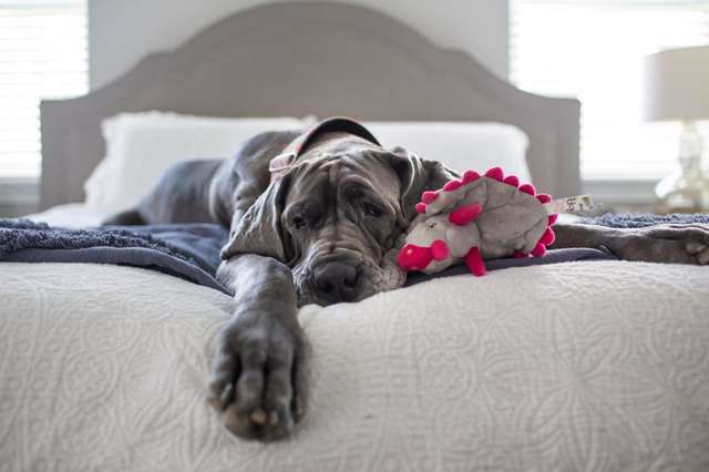 Внутри красивого особняка страдали 84 собаки! В этом доме не было даже воды 