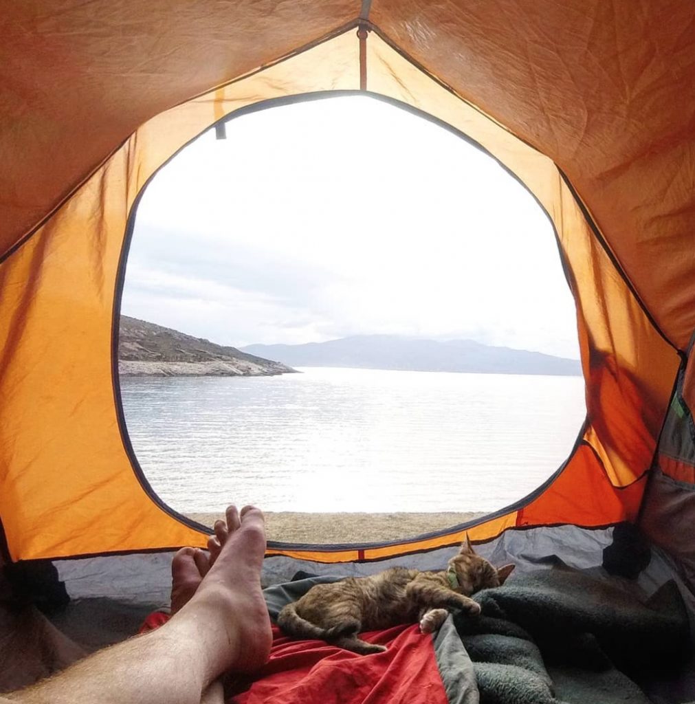 Шотландец уже год путешествует вокруг света с кошкой, которую нашел по дороге животные,кошки,отдых и туризм