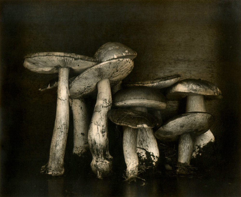 Как изящен кабачок! Удивительные натюрморты Ингара Краусса Как изящен кабачок! Удивительные натюрморты Ингара Краусса