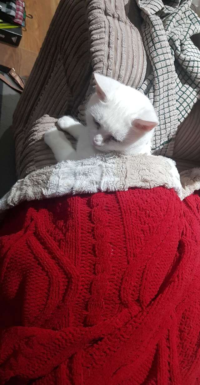 Кошку бросили хозяева и ей пришлось жить в дырявой коробке. И только зимой бедняжке улыбнулась удача! Кошку бросили хозяева и ей пришлось жить в дырявой коробке. И только зимой бедняжке улыбнулась удача! истории из жизни,картинки