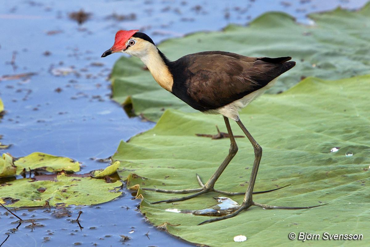 Irediparra gallinacea