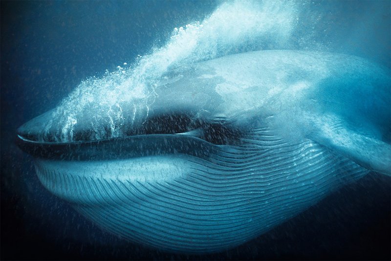 "Большой глоток синего кита", Док Уайт Wildlife Photographer of the Year, животные, конкурс, мир, под водой, природа, фотография, фотомир