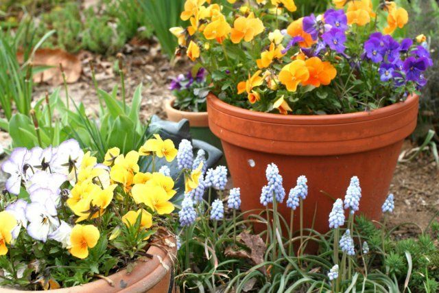 14 лучших растений для уличных кашпо дача,ландшафтный дизайн,сад и огород,садоводство,цветоводство