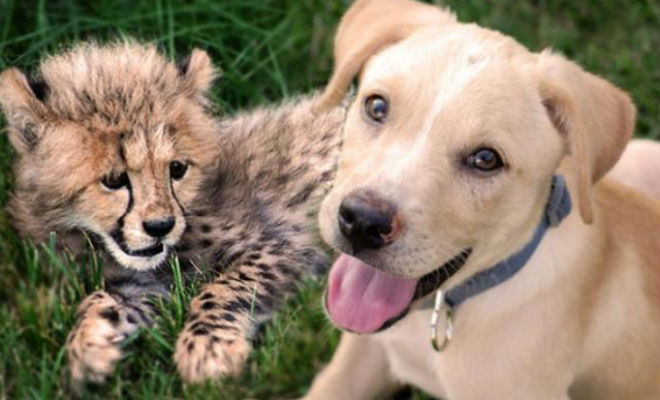 Щенка запустили в вольер гепарда: большая кошка стала дружить с собакой Видео,вольер,гепард,животные,Природа,Пространство,собака
