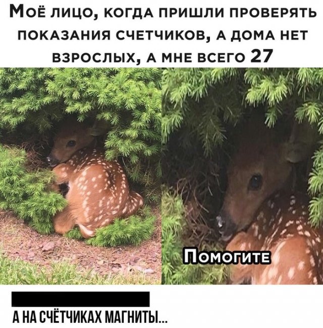 Смешные комментарии к постам в социальных сетях  позитив,смешные картинки,юмор