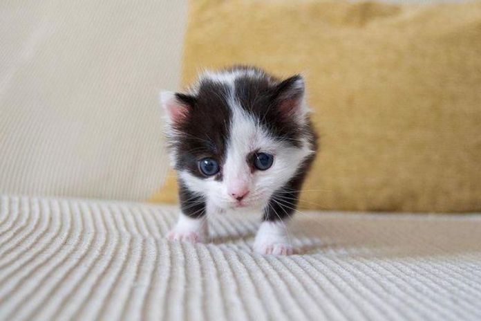 Без кота и жизнь не та