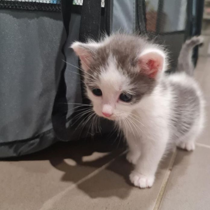 Без кота и жизнь не та