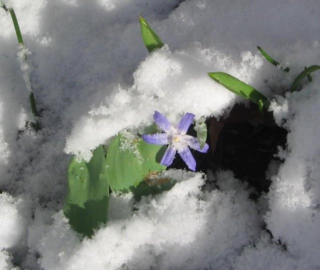 первоцвет сцилла