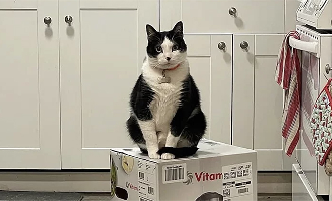 Коты «захватили» коробку с блендером и 3 недели не отдают хозяевам. Они сидят на ней по очереди и не отходят Культура