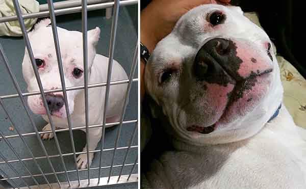 pet-adoption-before-and-after-17__880