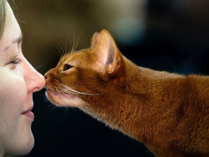 коты лечат