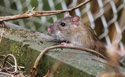 Нью-Йорк готовится к капитуляции перед крысами. А что у нас?