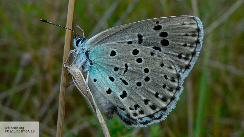 Биологи раскрыли тайное «оружие» бабочек от дождя