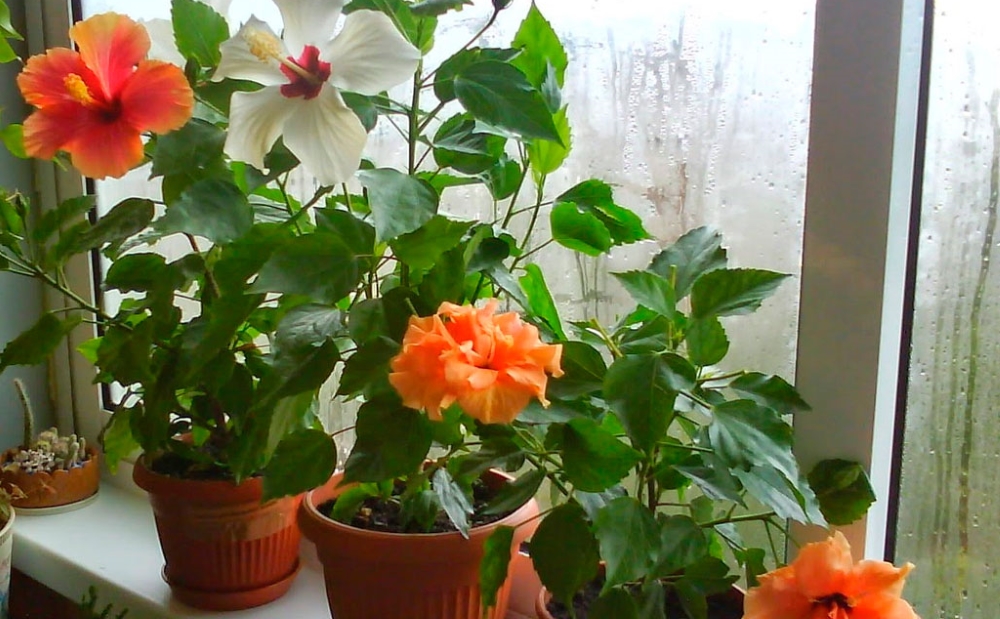 Какие цветы можно и нужно держать у себя дома: фото и названия растений полезные советы,разное